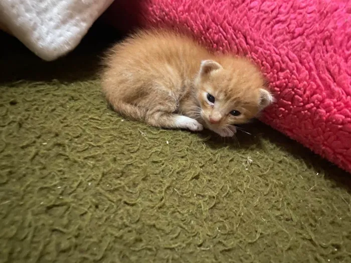 Gato raça SRD idade Abaixo de 2 meses nome Sem nome 