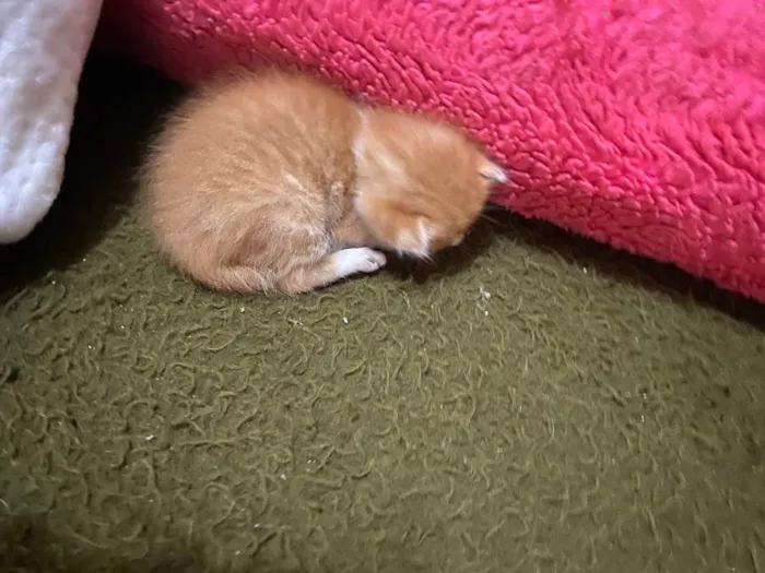 Gato raça SRD idade Abaixo de 2 meses nome Sem nome 