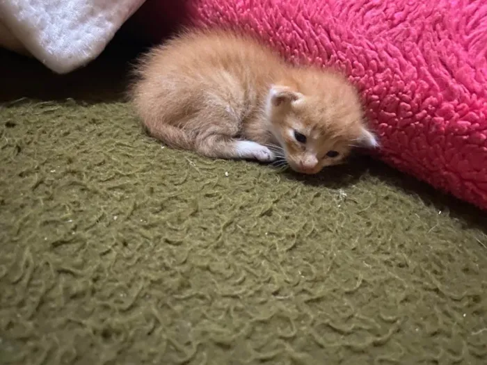 Gato raça SRD idade Abaixo de 2 meses nome Sem nome 