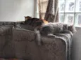 Fumaça e Julieta (fufu e juju) 2 gatas 