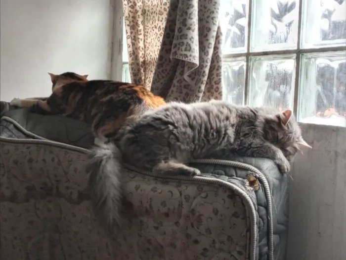 Gato ra a Sem raça definida  idade 2 anos nome Fumaça e Julieta (fufu e juju) 2 gatas 