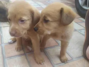 Cachorro raça vira lata  idade Abaixo de 2 meses nome leão. lobinho. pérola.princesa, rabisco,panda, ursinho 