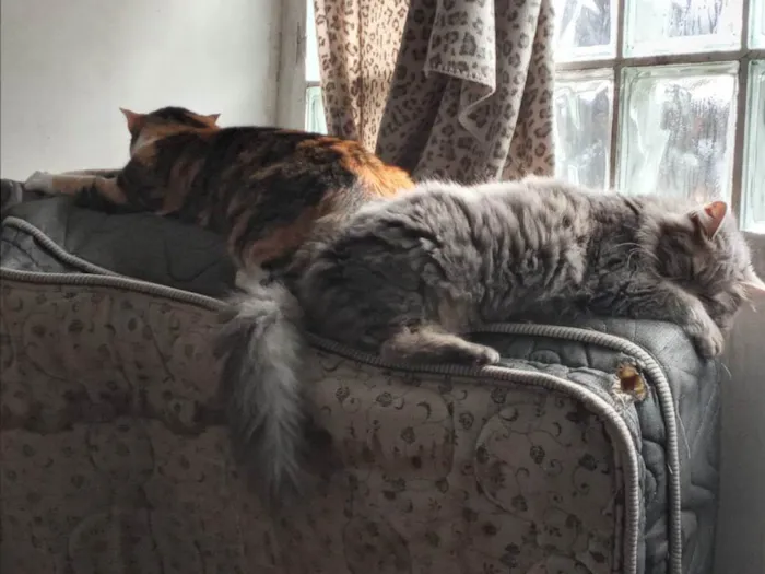 Gato ra a Sem raça definida  idade 2 anos nome Fumaça e Julieta (fufu e juju) 2 gatas 
