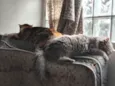 Fumaça e Julieta (fufu e juju) 2 gatas 