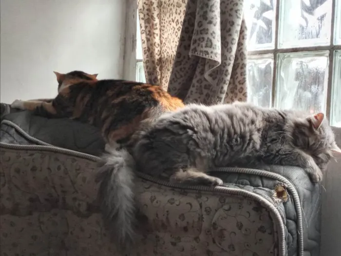 Gato ra a Sem raça definida  idade 2 anos nome Fumaça e Julieta (fufu e juju) 2 gatas 