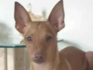 Cachorro raça Pinscher idade 1 ano nome Passoca