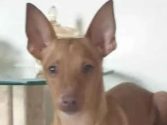 Cachorro ra a Pinscher idade 1 ano nome Passoca