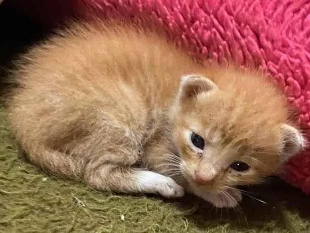 Gato raça SRD idade Abaixo de 2 meses nome Sem nome 