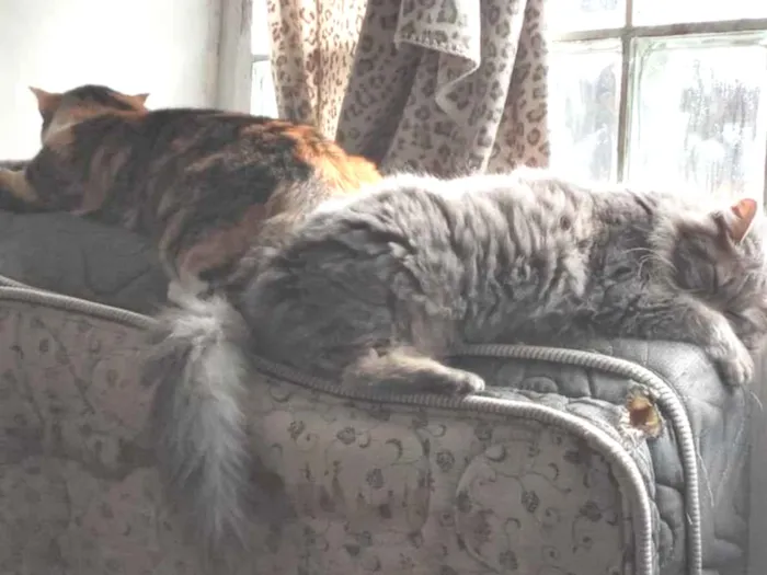 Gato ra a Sem raça definida  idade 2 anos nome Fumaça e Julieta (fufu e juju) 2 gatas 