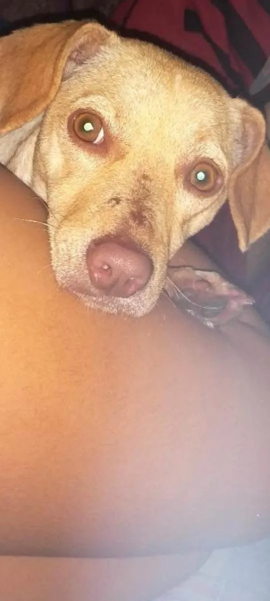 Cachorro ra a SRD-ViraLata idade 4 anos nome Luna