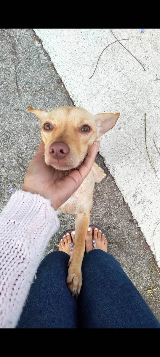 Cachorro ra a SRD-ViraLata idade 4 anos nome Luna