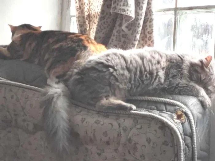 Gato ra a Sem raça definida  idade 2 anos nome Fumaça e Julieta (fufu e juju) 2 gatas 