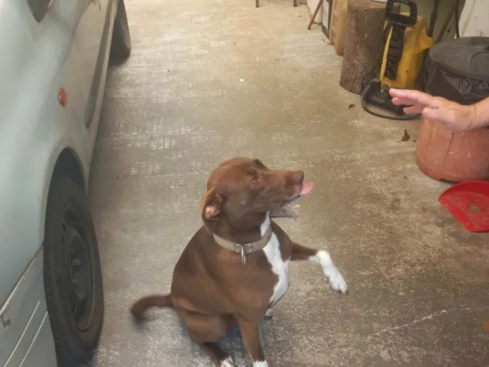 Cachorro ra a SRD-ViraLata idade 4 anos nome Mona