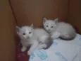 Gatas Femeas - Nascidas em 19/12