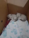 Gatas Femeas - Nascidas em 19/12