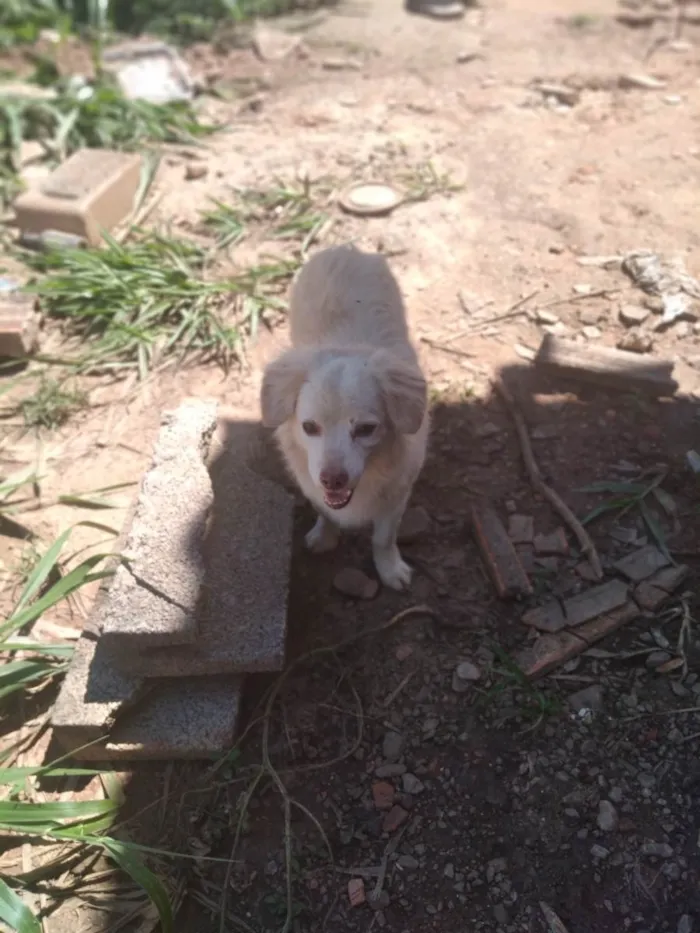 Cachorro ra a Não sei  idade  nome Não sei 