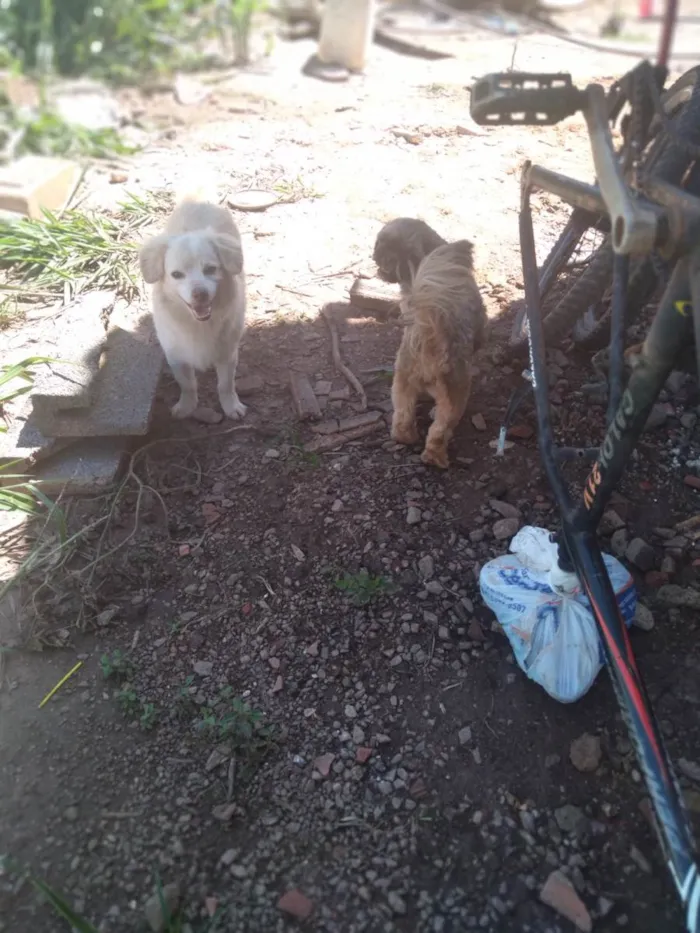 Cachorro ra a Não sei  idade  nome Não sei 