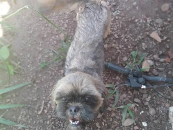 Cachorro ra a Não sei  idade  nome Não sei 