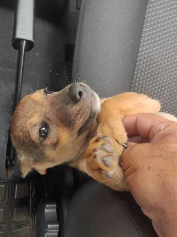 Cachorro ra a SRD-ViraLata idade 2 a 6 meses nome Toquinho e pequeno 