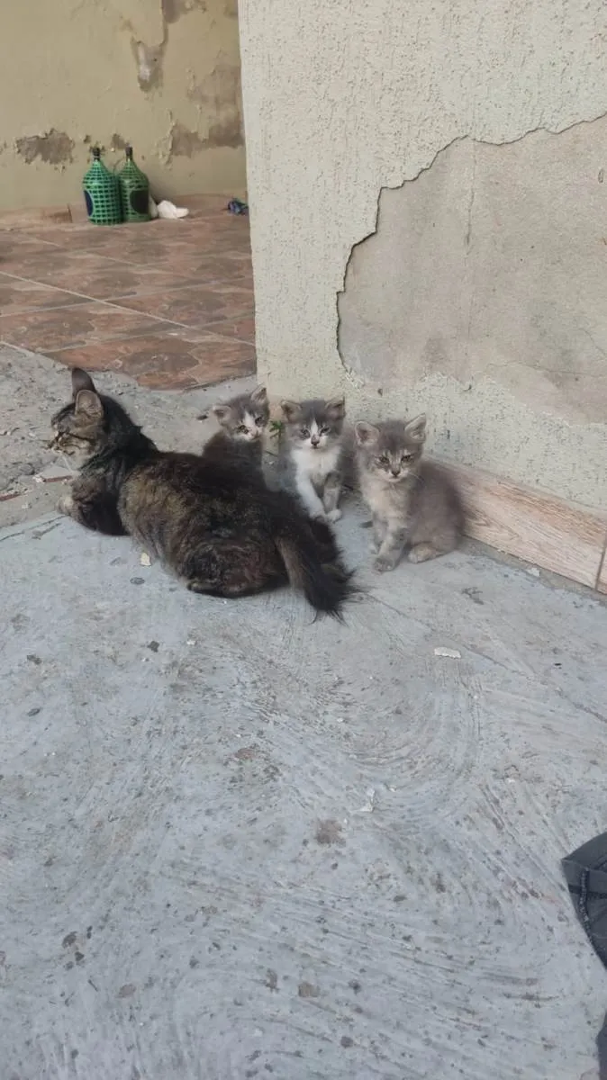 Gato ra a  idade Abaixo de 2 meses nome Ainda n tem nome 