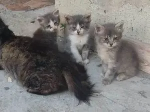 Gato raça  idade Abaixo de 2 meses nome Ainda n tem nome 