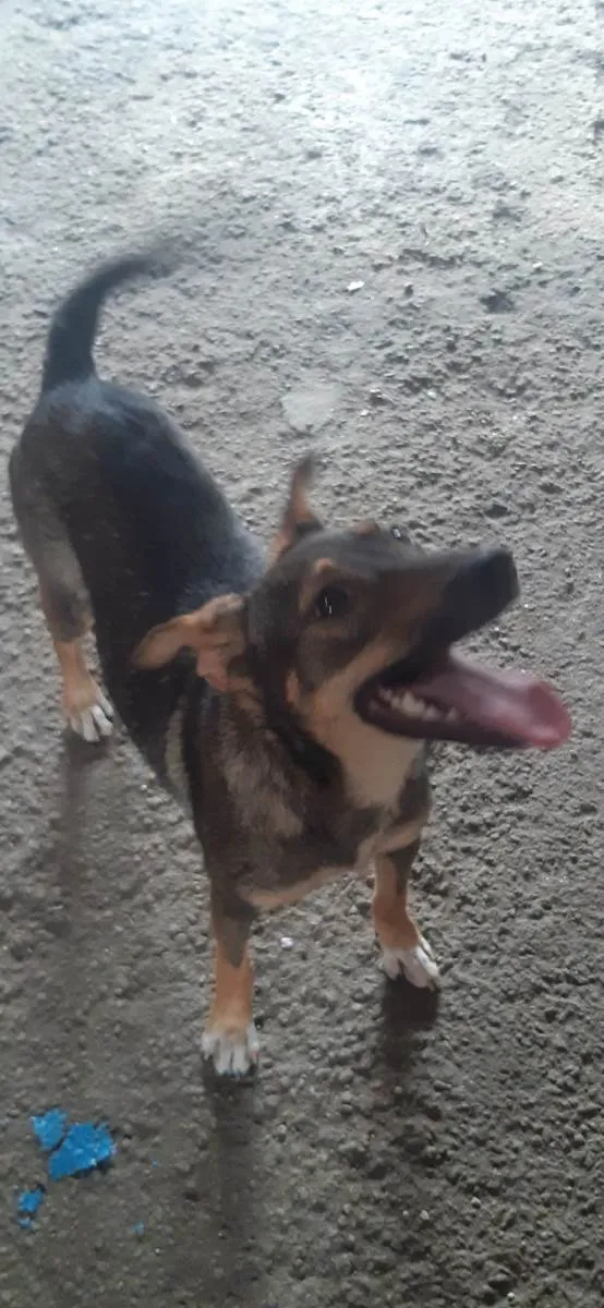 Cachorro ra a SRD-ViraLata idade 7 a 11 meses nome Sem nome