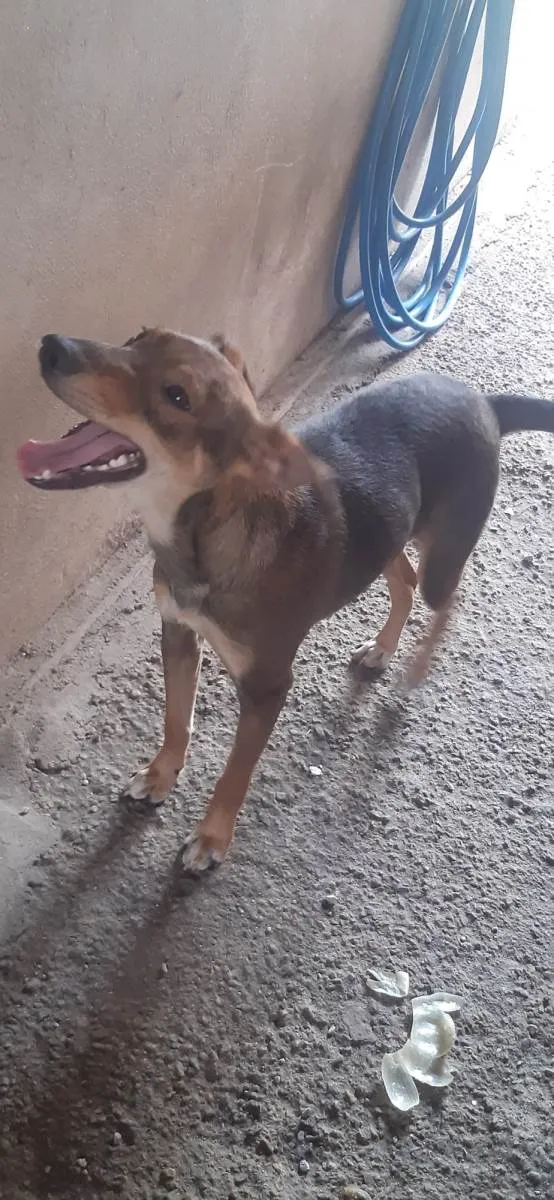 Cachorro ra a SRD-ViraLata idade 7 a 11 meses nome Sem nome