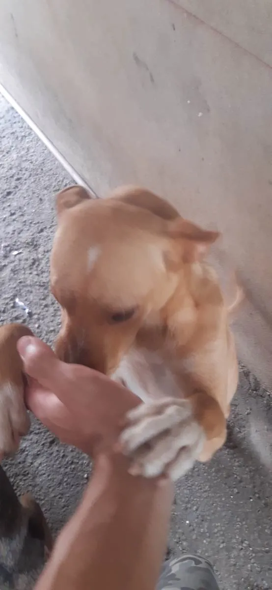 Cachorro ra a SRD-ViraLata idade 7 a 11 meses nome Sem nome