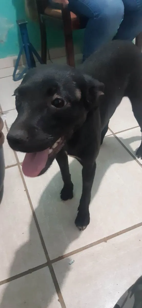 Cachorro ra a SRD-ViraLata idade 7 a 11 meses nome Sem nome