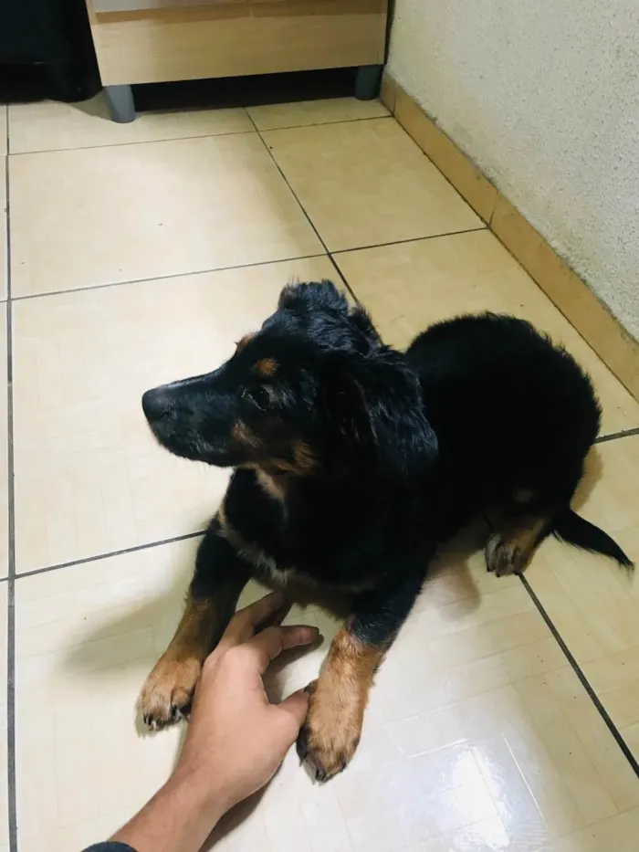 Cachorro ra a SRD-ViraLata idade 2 a 6 meses nome Kiara 
