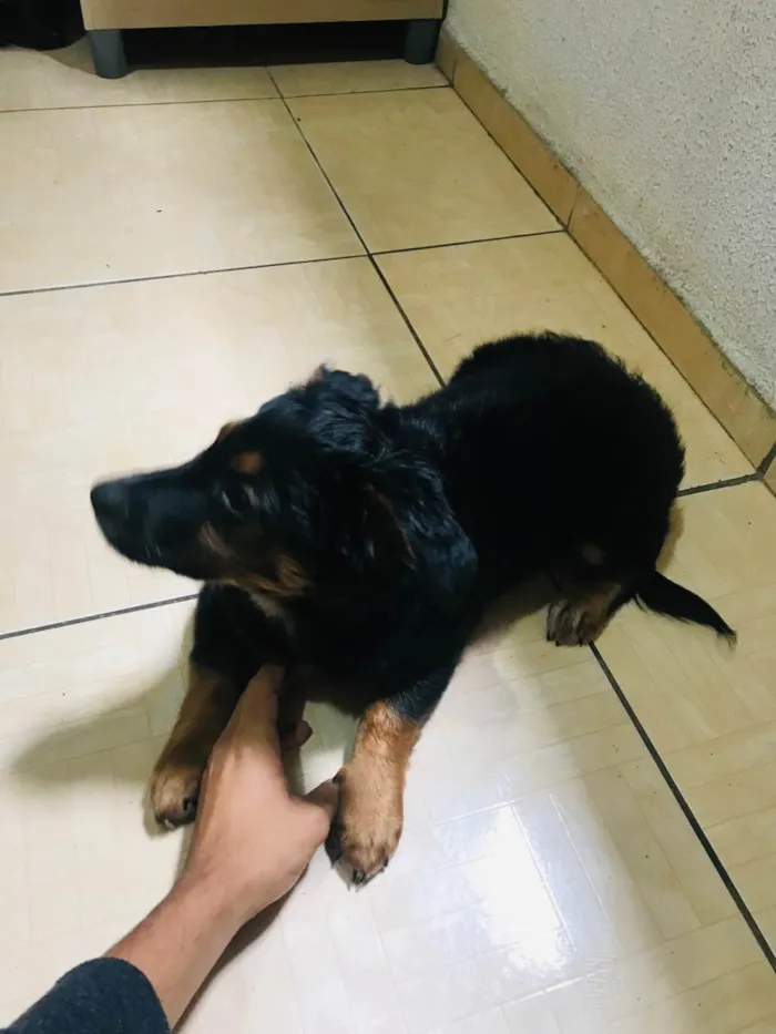 Cachorro ra a SRD-ViraLata idade 2 a 6 meses nome Kiara 
