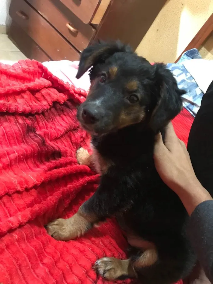 Cachorro ra a SRD-ViraLata idade 2 a 6 meses nome Kiara 
