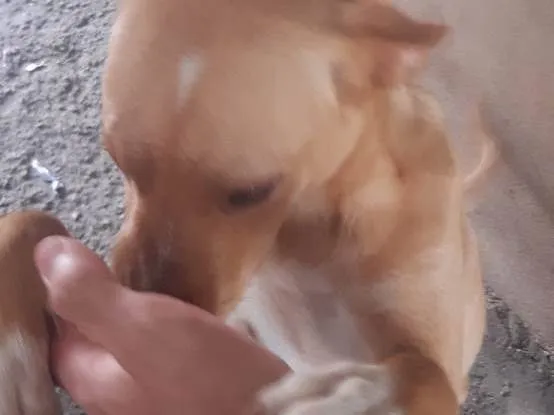 Cachorro ra a SRD-ViraLata idade 7 a 11 meses nome Sem nome