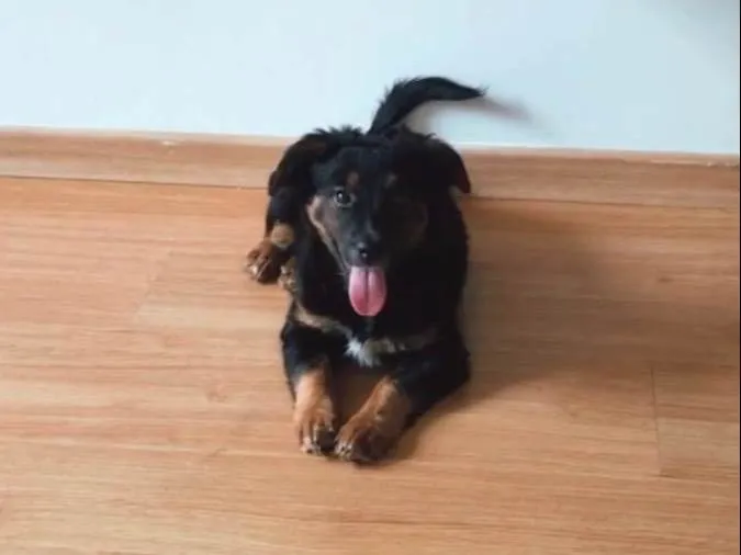 Cachorro ra a SRD-ViraLata idade 2 a 6 meses nome Kiara 