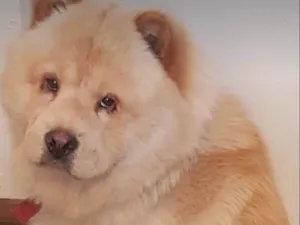 Cachorro raça Chow Chow idade 2 anos nome Max 