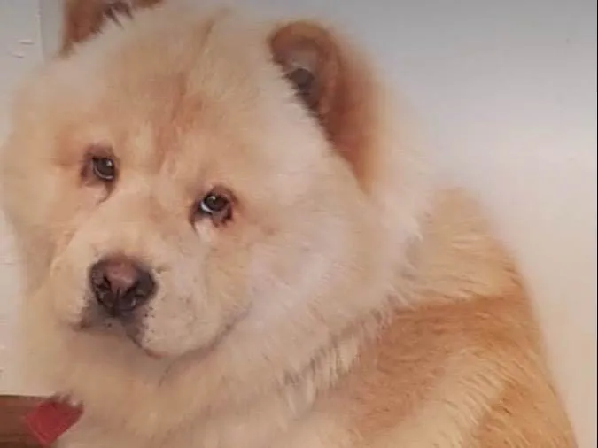 Cachorro ra a Chow Chow idade 2 anos nome Max 