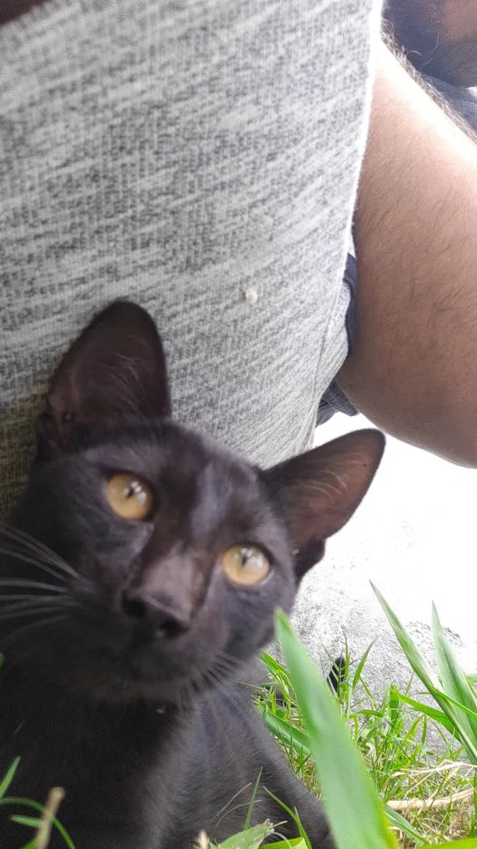 Gato ra a  idade Abaixo de 2 meses nome Sem nome