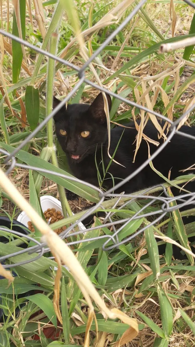 Gato ra a  idade Abaixo de 2 meses nome Sem nome