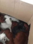 Filhotinhas