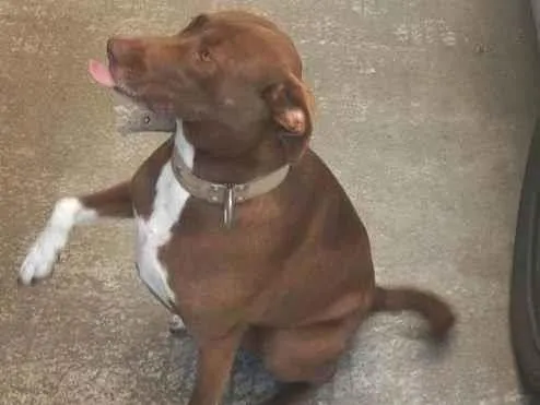 Cachorro ra a SRD-ViraLata idade 4 anos nome Mona