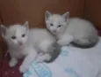 Gatas Femeas - Nascidas em 19/12
