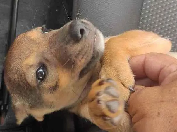 Cachorro ra a SRD-ViraLata idade 2 a 6 meses nome Toquinho e pequeno 