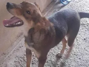 Cachorro raça SRD-ViraLata idade 7 a 11 meses nome Sem nome