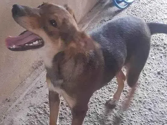 Cachorro ra a SRD-ViraLata idade 7 a 11 meses nome Sem nome