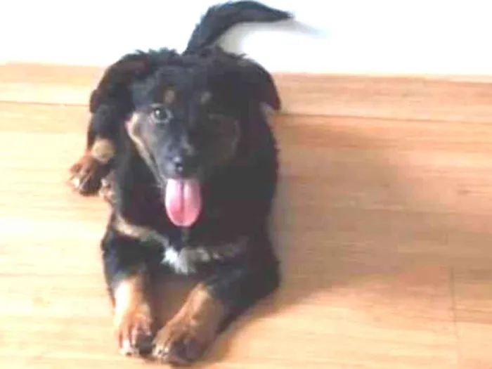 Cachorro ra a SRD-ViraLata idade 2 a 6 meses nome Kiara 