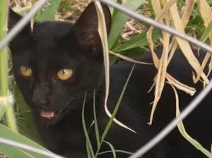 Gato raça  idade Abaixo de 2 meses nome Sem nome