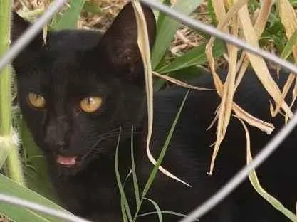 Gato ra a  idade Abaixo de 2 meses nome Sem nome