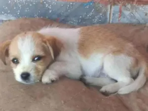 Cachorro raça Shitzu com viralata idade 2 a 6 meses nome Bel