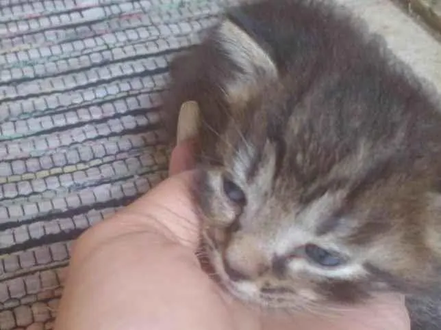 Gato ra a SRD-ViraLata idade Abaixo de 2 meses nome Gatinhos 