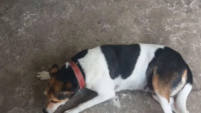 Cachorro ra a SRD-ViraLata idade 4 anos nome Lilica